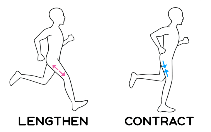 ejercicio de fortalecimiento de isquiotibiales para ilustración de corredores