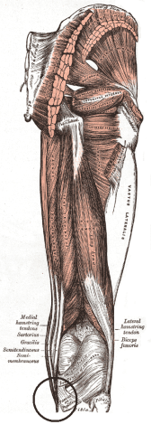Diagrama de dolor en el interior de la rodilla.