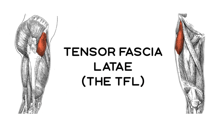 Diagrama TFL tensor fascia latae